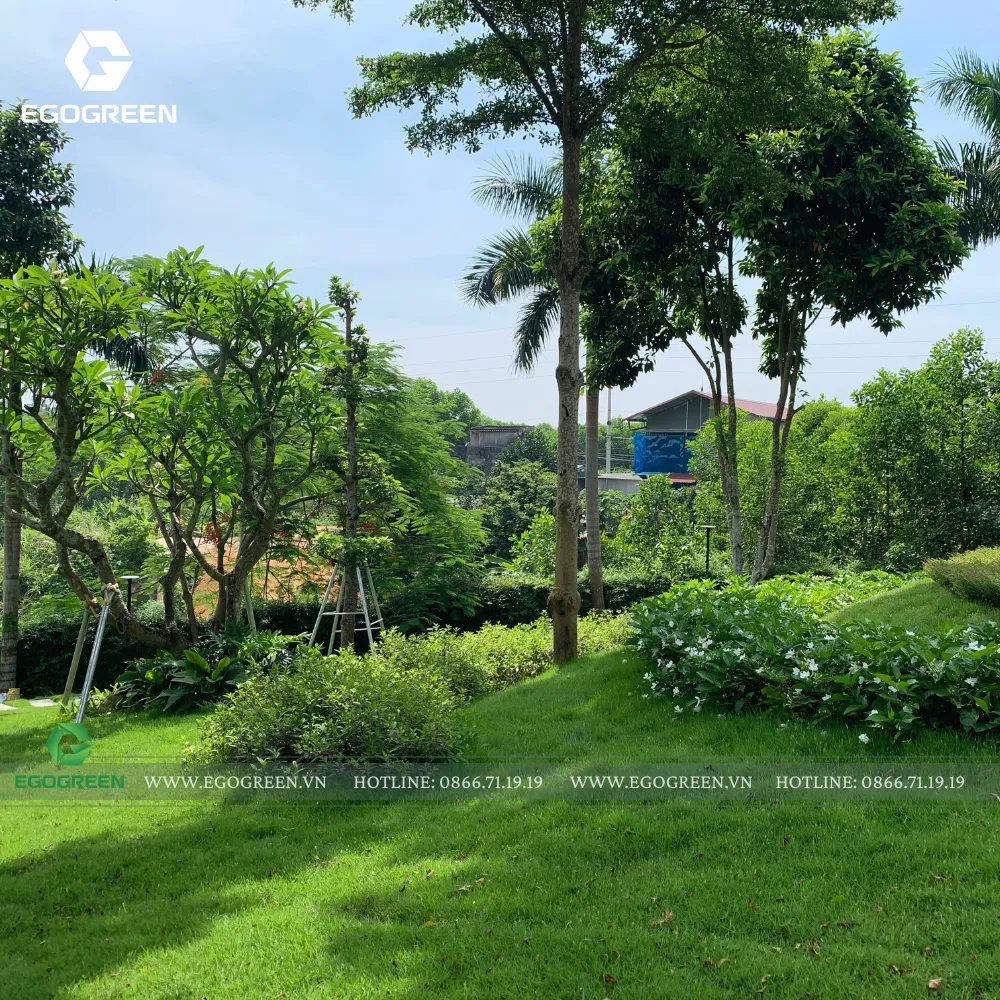 Thảm cỏ xanh mướt được EGOGREEN trồng và chăm sóc